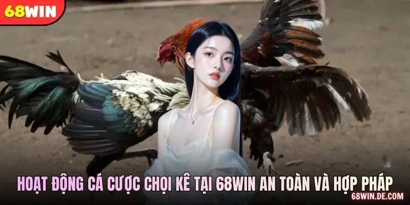 Hoạt động cá cược chọi kê tại 68WIN an toàn và hợp pháp
